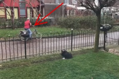 Sprytny pies wymyślił sposób jak włączyć przechodniów do zabawy w aportowanie