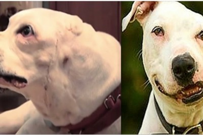 Pies dochodziłdo siebie w lecznicy! Gdy zobaczył 12 latka natychmiast się na niego rzucił! 