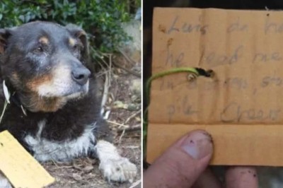 Ukochany pies rodziny zaginął! Gdy w końcu wrócił do domu na szyi miał dziwną notatkę! 