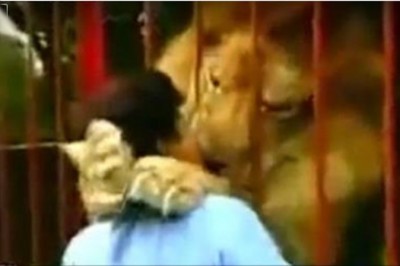 Kobieta podeszła do klatki z lwami! Nagle lew chwyta ją łapami, a po chwili…