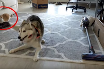 Husky odstawia szaleństwo w domu! Ciężkie musi być życie kotów z takim wariatem!