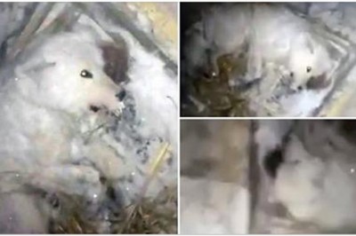 Oblał swojego psa zimną wodą, a następnie wyniósł go na dwór na temperaturę minus 32 stopnie! 