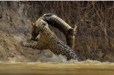 Pięknie się przyczaił! Jaguar vs krokodyl w krwiożerczej walce na śmierć i życie!