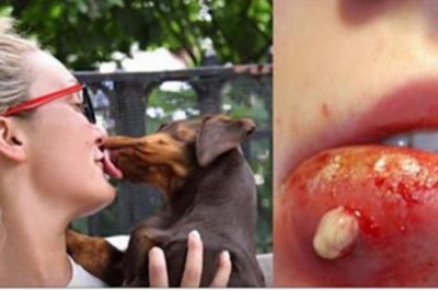 Pozwalasz psu lizać się po twarzy?! Przeczytaj czym to może grozić Tobie i bliskim!