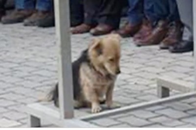 Każdego dnia ucieka właścicielowi i spaceruje w jedno miejsce! Powód dla którego to robi złamie Ci serce! 