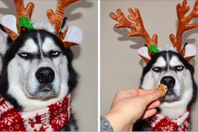 Chciała zrobić kartki świąteczne ze zdjęciem swojego psa! Mina zwierzaka sprawiła, że są po prostu genialne! 