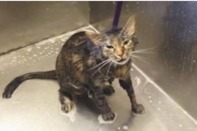 Kobieta kąpie swojego kota! Nagle słyszy od zwierzaka coś co powoduje, że od razu kończy!