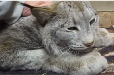 Udomowiony ryś kanadyjski, który cudownie mruczy i uwielbia się przytulać :D