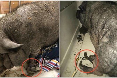 Była zamknięta w ciasnej klatce w stodole przez 11 lat! Zwykłe poruszanie sprawiało jej ogromny ból! 