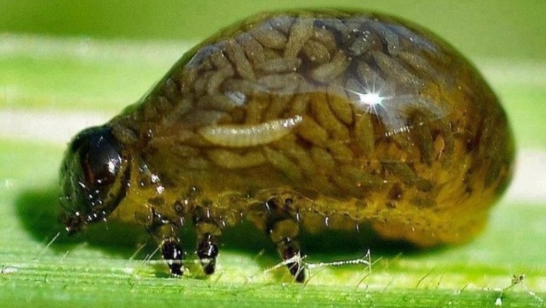 Te zwierzęta udowadniają, że supermoce istnieją w naturze! Prosty przepis na nieśmiertelność!