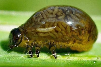 Te zwierzęta udowadniają, że supermoce istnieją w naturze! Prosty przepis na nieśmiertelność!