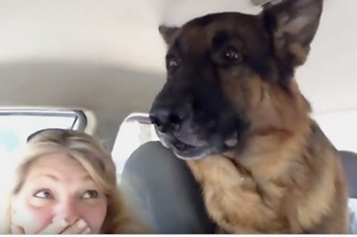 Owczarek zorientował się w aucie, że jedzie do weterynarza! Reakcja psiaka rozbawiła właścicieli do łez!