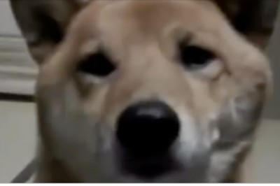 Właścicielka poprosiła psa, żeby szczekał troszkę ciszej! Reakcja zwierzaka bardzo Cię zaskoczy! 