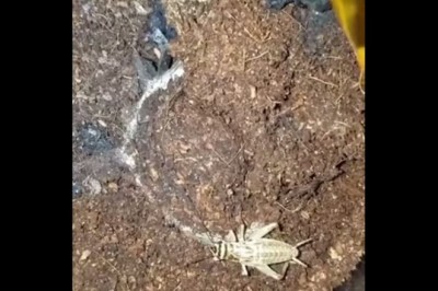 Prawie zawału dostałam na ten widok! Pająk z koszmaru i jego niesamowita pułapka!