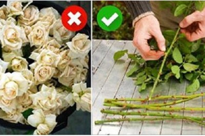 Nie wyrzucaj łodyg zwiędłych róż! Dzięki tej sztuczce będziesz cieszyła się pięknymi kwiatami długi czas! 