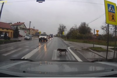  Kultura na drodze! Szybki poradnik w wykonaniu psa jak zachować się na przejściu dla pieszych :D