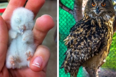 Te maluchy tuż po urodzeniu w ogóle nie przypominają swoich rodziców! Zobacz jak się zmieniają! 