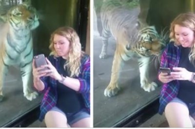 Chciała zrobić selfie z tygrysem! Kot nagle wyczuł jej ciążowy brzuch i zareagował niespodziewanie! 