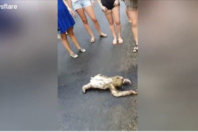 Gdy spotkasz na drodze leniwca pomóż mu! Na pewno Ci się odwdzięczy za to :D