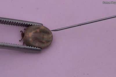 O matko, na sam widok mam dreszcze! Zobacz co się stanie z kleszczem, gdy wstrzykniemy mu wodę utlenioną!