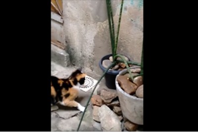 Kot był przekonany, że upolował szczurka! Wtedy gryzoń pokazuje mu swoje tajne przejście i ucieka! 