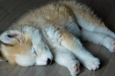 Na ulicy znalazł małą futrzaną kuleczkę i przyniósł do domu! Wszyscy byli w szoku co z niego wyrosło!