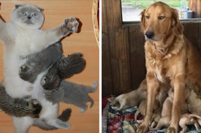 Zdjęcia zwierzęcych mam, które pokazują, że bycie rodzicem to ciężka praca nawet dla nich! Tak bardzo prawdziwe! 