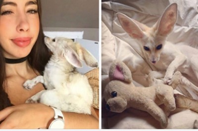 Zmusza swojego lisa do życia na wegańskiej diecie! Zdjęcia zwierzaka są przerażające! 