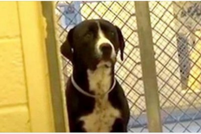 Smutny pies ze schroniska w końcu znajduje nowy dom! Jego reakcja wyciska łzy z oczu! 