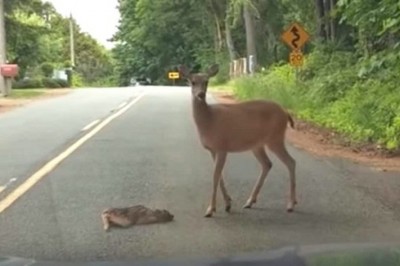 Mały jeleń bezbronnie leżał na środku drogi! Zmartwiona mama robi wszystko, żeby mu pomóc!