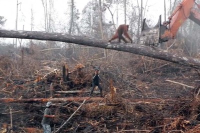Orangutan rozpaczliwie próbował powstrzymać koparkę, która niszczyła jego dom! Był bez szans w starciu z ludźmi! 