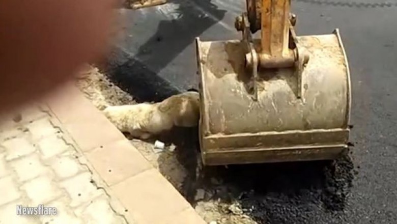 Robotnicy ułożyli fragment drogi na śpiącym psie! Zwierzak umierał w męczarniach gdy zastygał asfalt!