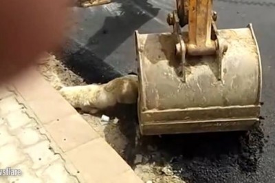 Robotnicy ułożyli fragment drogi na śpiącym psie! Zwierzak umierał w męczarniach gdy zastygał asfalt!