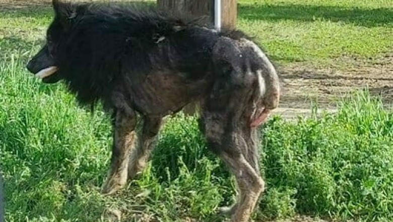 „Wilkołak” przez kilka miesięcy błąkał się przy drodze! W końcu kobieta podchodzi do niego i odkrywa coś strasznego!  