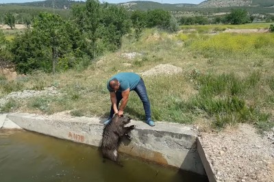 Były już wykończone i nie miały siły! Turecki koks ratuje dzikom życie!