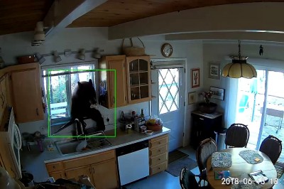 Niedźwiedź włamuje się do domu przez okno w poszukiwaniu konkretnej zdobyczy! Zobacz co uchwyciła kamera! 