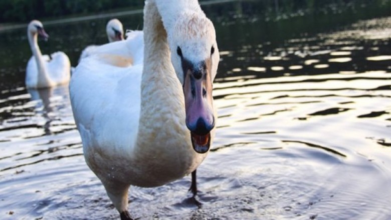 Łabędź gej ciągle atakował ludzi, żeby chronić swoje adoptowane dziecko! Mały plastikowy kubeczek!