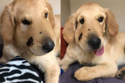 Poświęcił się, żeby ochronić swoją panią przed grzechotnikiem! Wierny pies przyjął atak węża na siebie! 