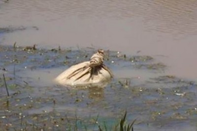 Kajakarze znaleźli w rzece ruszający się worek po ziemniakach! Gdy zaglądają do środka, są przerażeni!