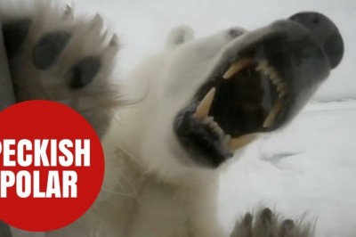 Niesamowity filmik kamerzysty BBC i bardzo głodnego niedźwiedzia polarnego!