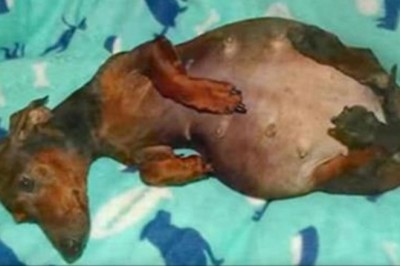 Porzucona suczka z wielkim brzuchem skrywa wielką tajemnicę! Gdy w końcu zaczęła rodzić.. WOW!