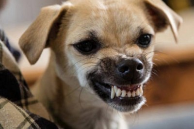 Psy bezproblemowo rozpoznają złych ludzi w otoczeniu! W tej kwestii rzadko popełniają błędy! 