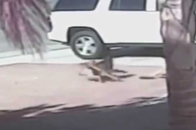  Spartański kot﻿ w akcji! Uratował małe dziecko zaatakowane przez psa! 