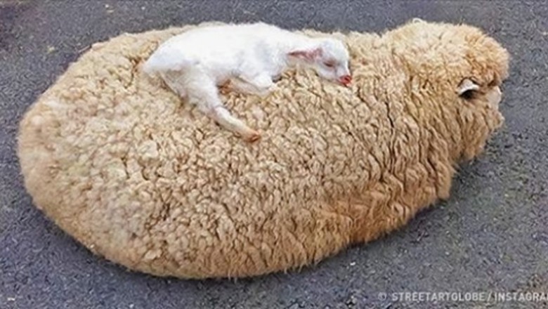 Wzruszające zdjęcia pokazujące matczyną miłość w prawdziwej formie! Niezależnie od gatunku mama to mama!