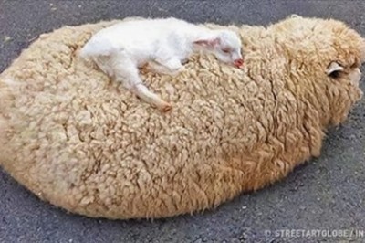 Wzruszające zdjęcia pokazujące matczyną miłość w prawdziwej formie! Niezależnie od gatunku mama to mama! 