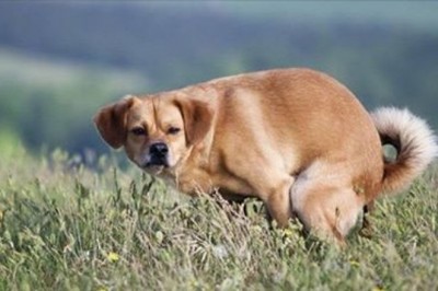 Właśnie z tego powodu pies patrzy na Ciebie, gdy się załatwia! Nigdy bym na to sama nie wpadła!