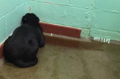 Suczka znudziła się swoim właścicielom wiec trafia do schroniska. Po zamknięciu w klatce tylko patrzyła w ścianę.