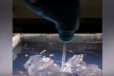 Kobieta w ramach zemsty wlewa wybielacz do akwarium, bo odszedł od niej chłopak