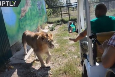 Lew wskoczył do kolejki pełnej ludzi zwiedzających zoo. Takiej atrakcji się nie spodziewali