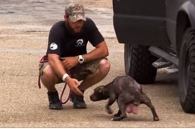 Suczka „prosi” ratowników o odnalezienie jej szczeniaczków Ich spotkanie chwyta za serce